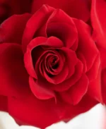 Luxury Red Rose Flower Box - Image 5