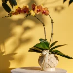Premium Fresh Phalaenopsis Orchid Arrangement in Designer Ceramic Pot