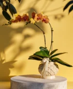 Premium Fresh Phalaenopsis Orchid Arrangement in Designer Ceramic Pot