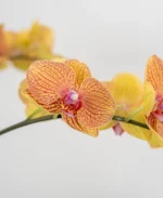 Premium Fresh Phalaenopsis Orchid Arrangement in Designer Ceramic Pot - Image 3