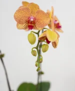 Premium Fresh Phalaenopsis Orchid Arrangement in Designer Ceramic Pot - Image 4