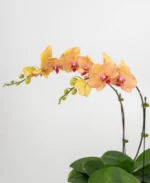 Premium Fresh Phalaenopsis Orchid Arrangement in Designer Ceramic Pot - Image 2