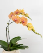 Premium Fresh Phalaenopsis Orchid Arrangement in Designer Ceramic Pot - Image 5